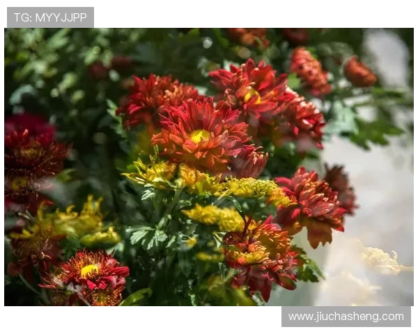 E尊国际娱乐平台带你体验最精彩的线上娱乐盛宴,尽享丰富多彩的游戏体验